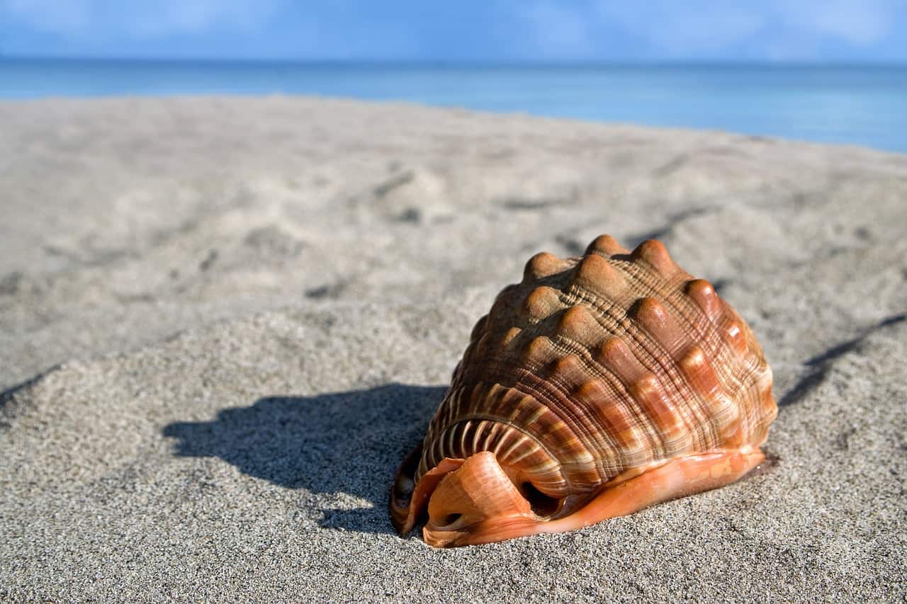 venta de Semana 265/41 En Playa Romana
